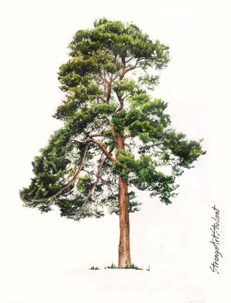 Сосна гуашью