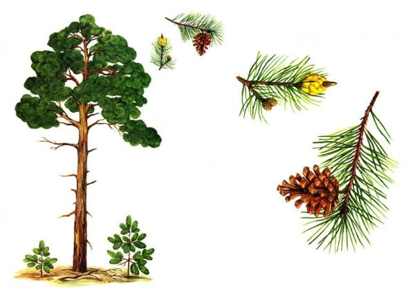 Сосна акварелью