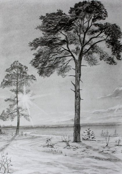 Зарисовки деревьев карандашом