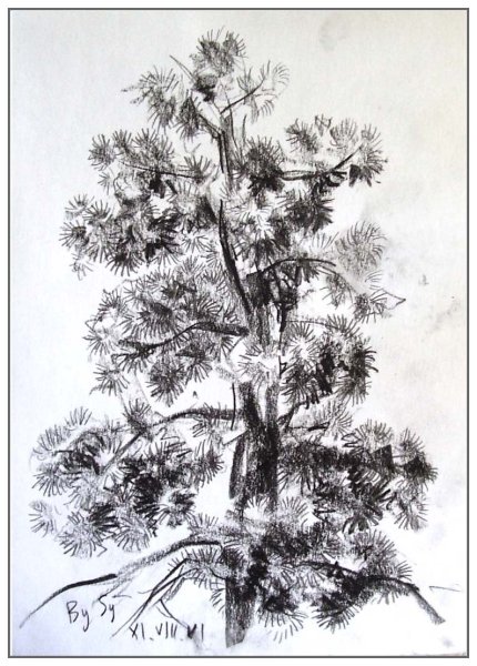 Сосна для детей