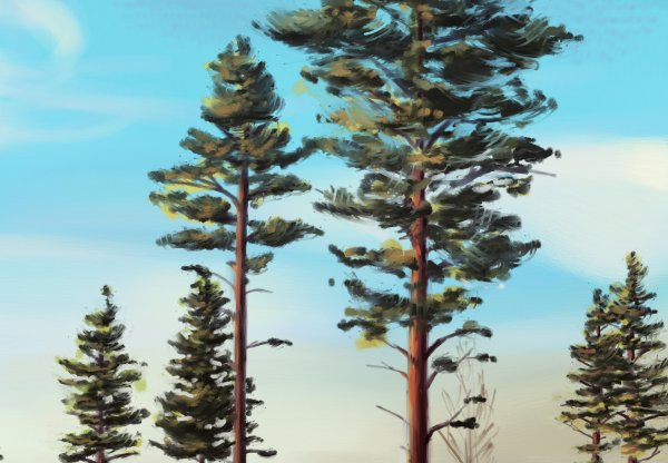 Деревья цвеными карандашом