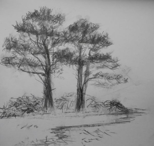 Сосна карандашом