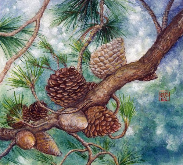 Хвойный можжевельник Секвойя