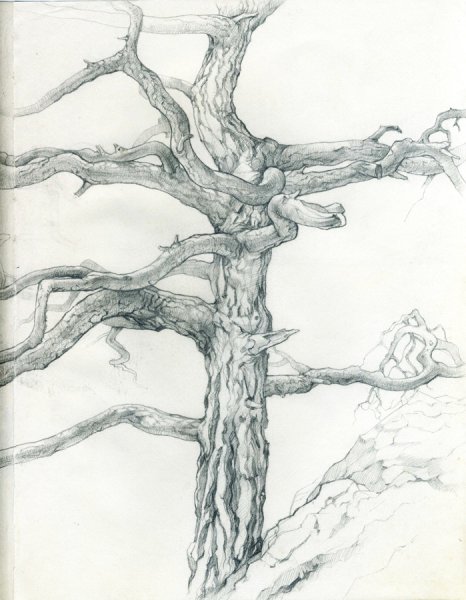 Сосна карандашом