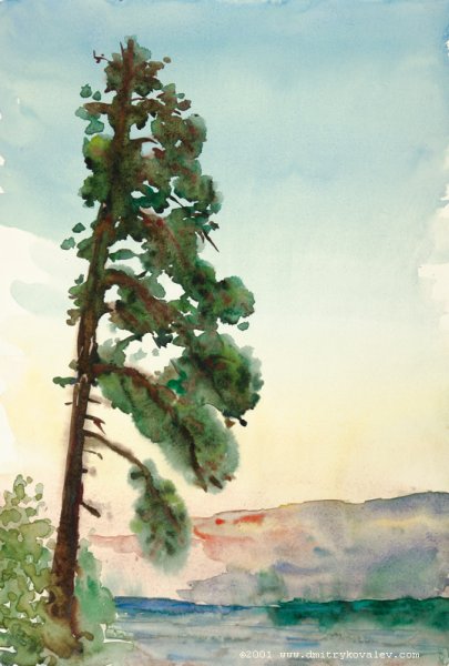 Шишкин набросок ель