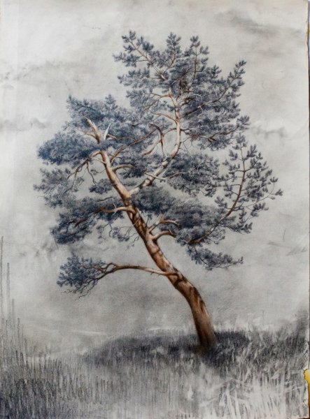 Сосна набросок