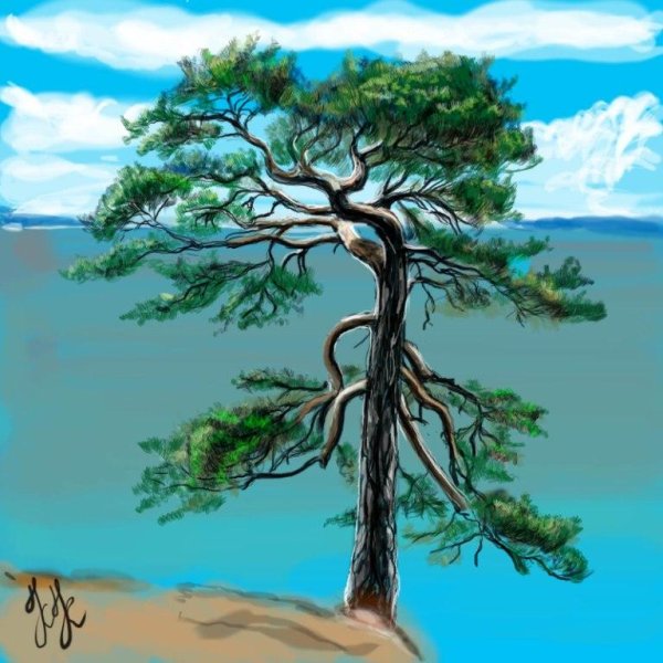 Шишкин набросок ель