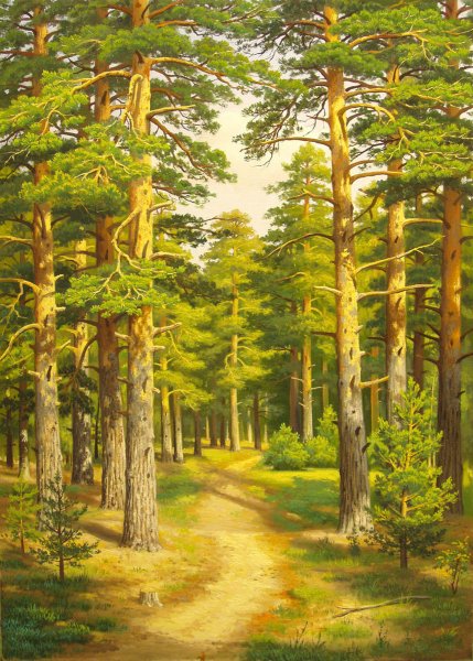 Сосна на скале живопись