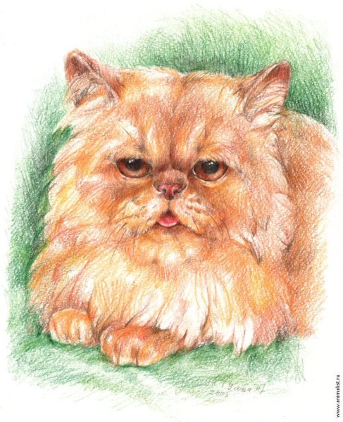 Рыжий кот цветными карандашами
