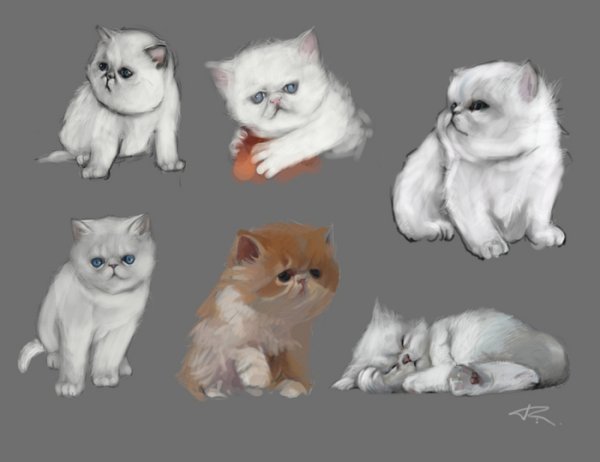 Анатомия рисования персидских котов