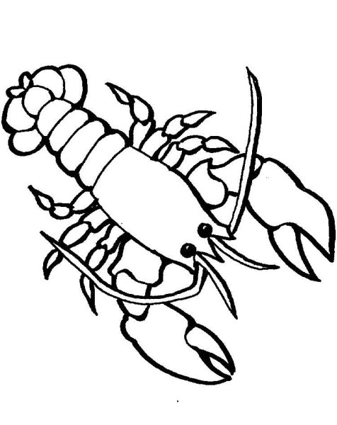 Ракообразные раскраска