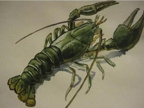 Рачок рисунок реалистично