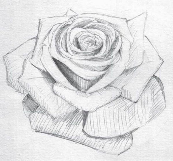 Рисунки розы карандашом для начинающих