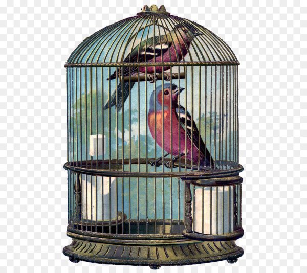 Красивая клетка для птиц