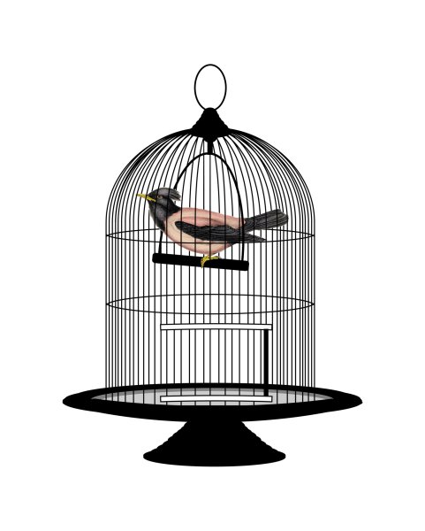 Клетка для птиц на прозрачном фоне