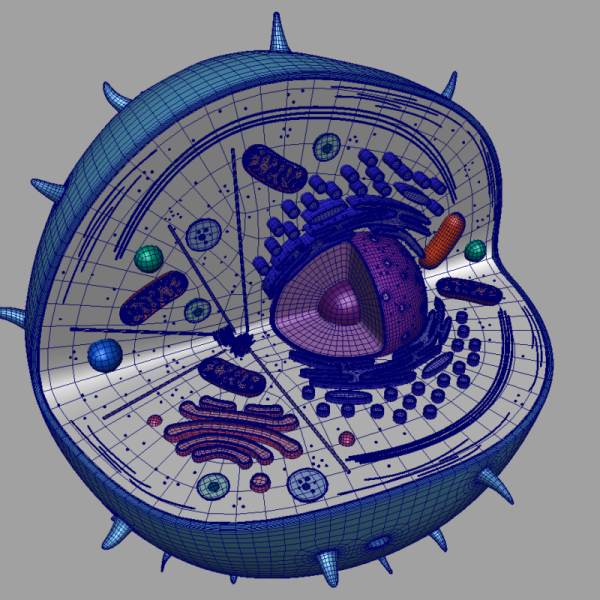 Моделирование клетки