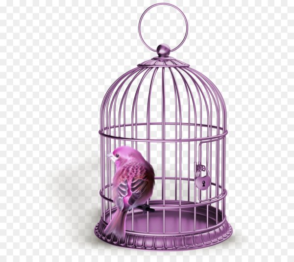 Птичья клетка