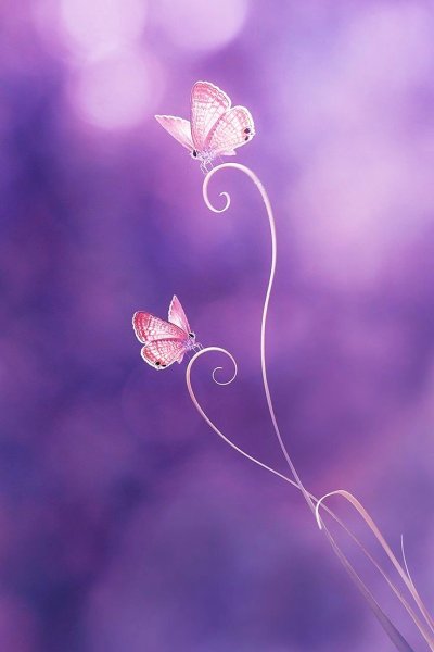 Изящная Графика