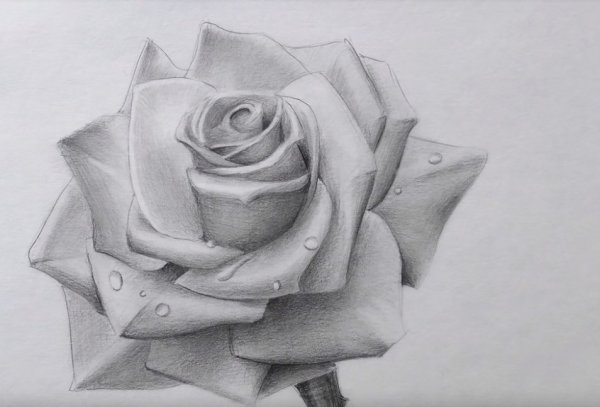 Рисунки для начинающего художника