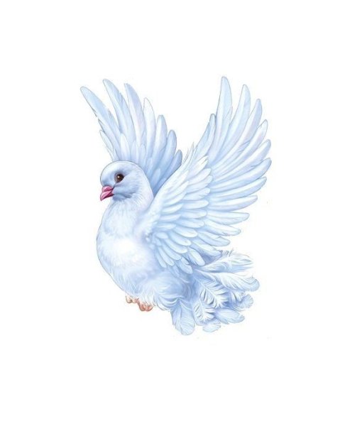 Дети голубей