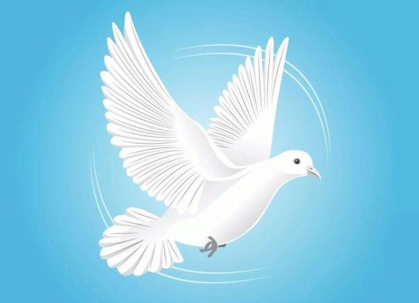 Белый голубь символ мира