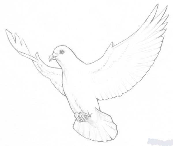 Голубь для рисования