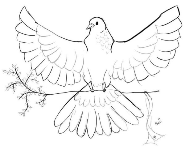 Голубь раскраска