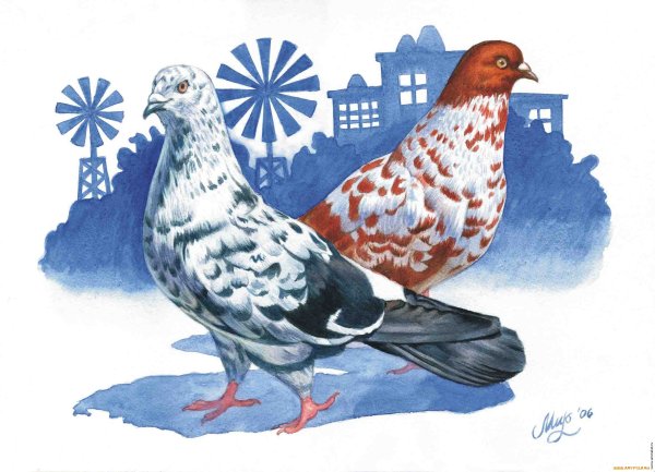 Голубь карандашом в цвете