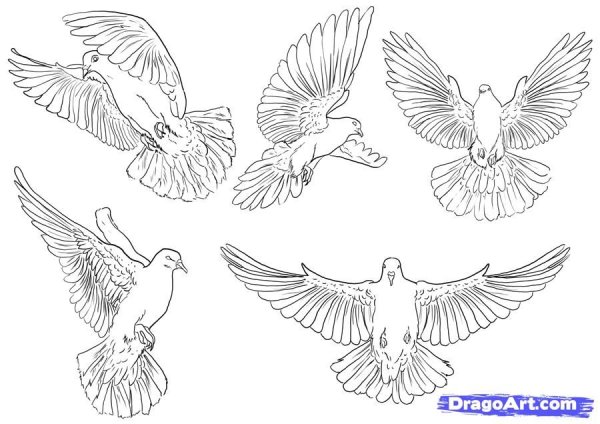 Голубь рисунок