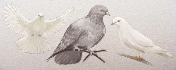 Белый голубь с ветвью