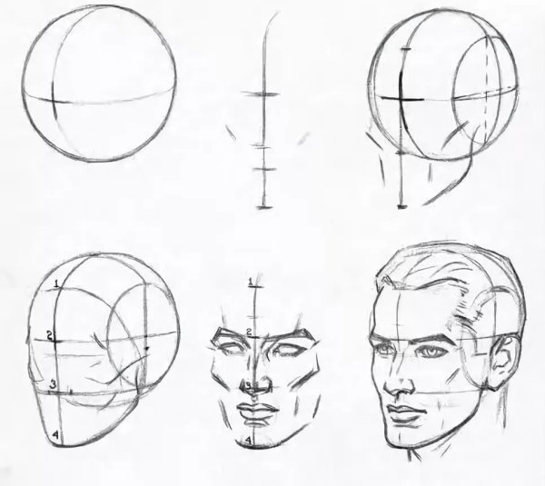 Пропорции лица в профиль