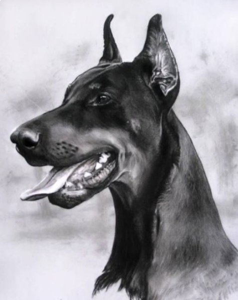 Собака Доберман