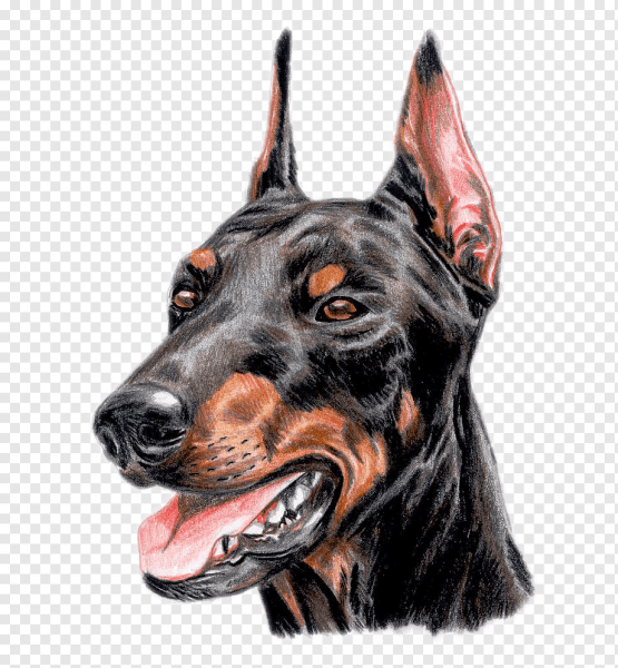 Доберман-пинчер мультяшки