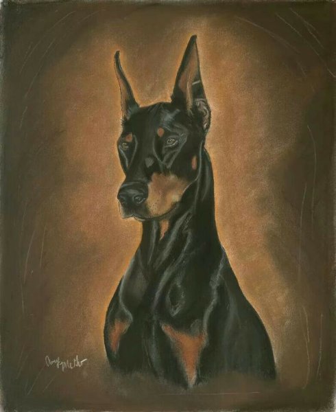 Доберман пинчер арт