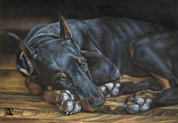 Арт собака Доберман Доберман