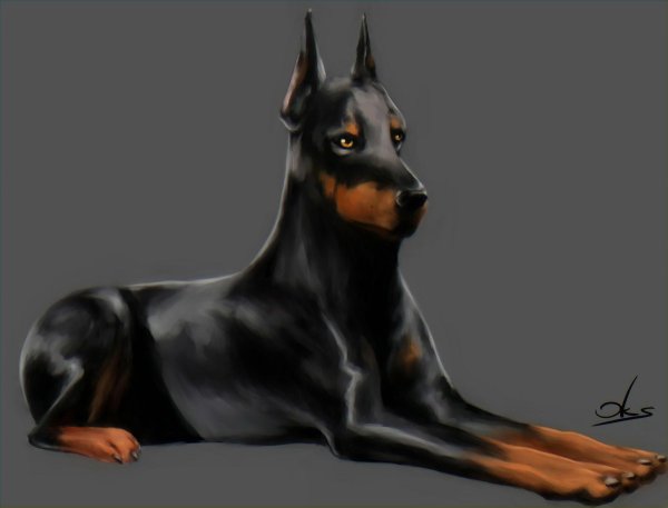 Аниме собаки Доберман