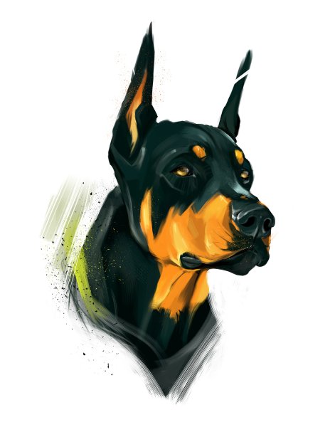 Собака Доберман