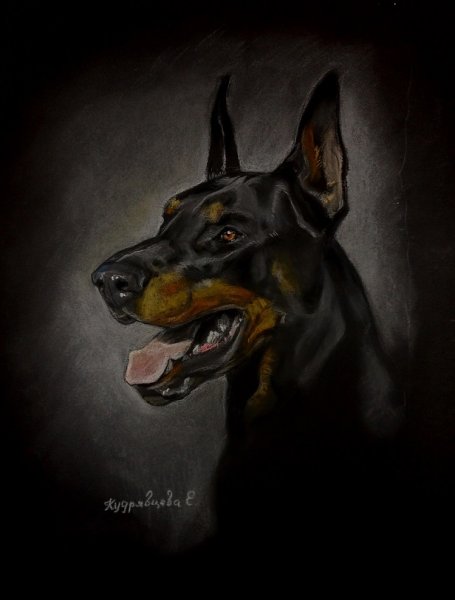 Портрет собаки Доберман