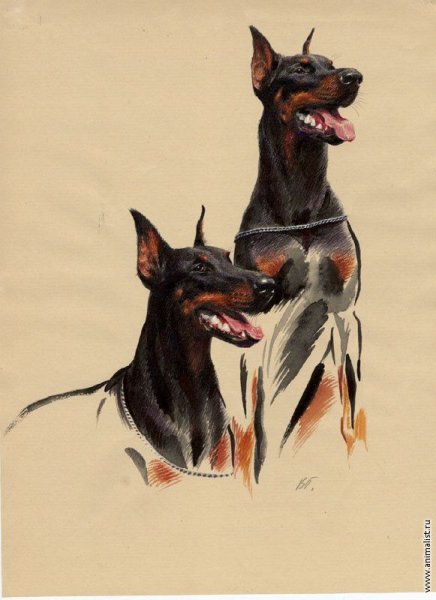 Доберман шарж
