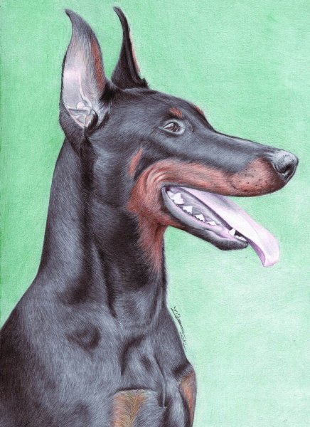 Референс собаки Доберман