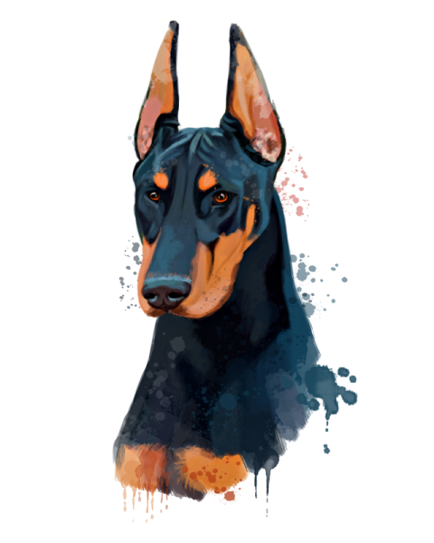 Немецкий пинчер акварель