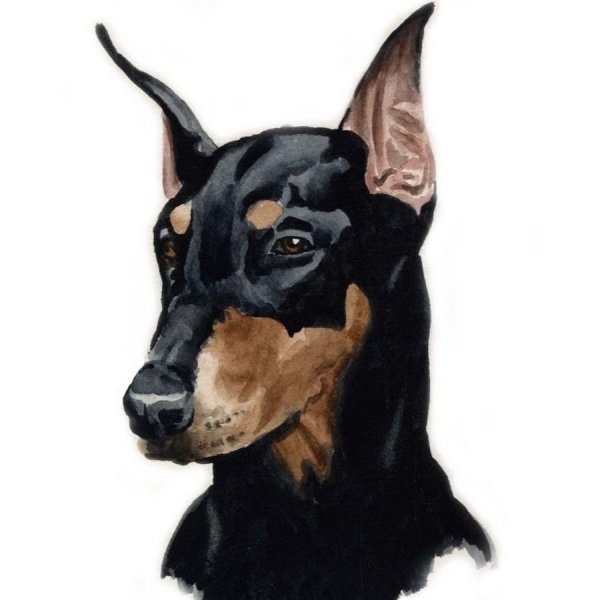 Доберман рисунок