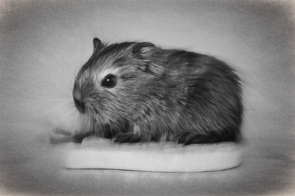 Хомячки черно белые