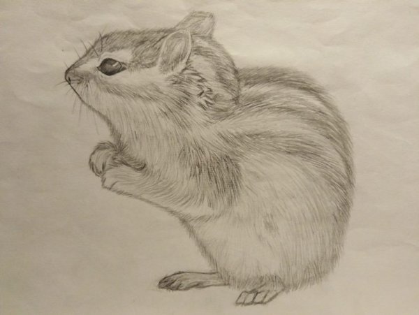 Хомяк Кэмпбелла рисунок