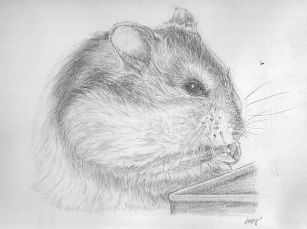 Рисунок карондошомхамека