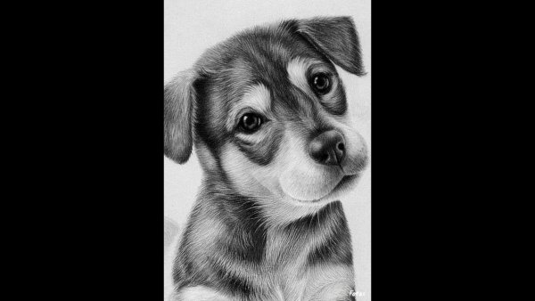 Милые собачки карандашом