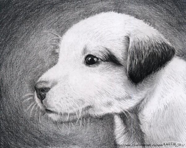 Картинки животных простым карандашом