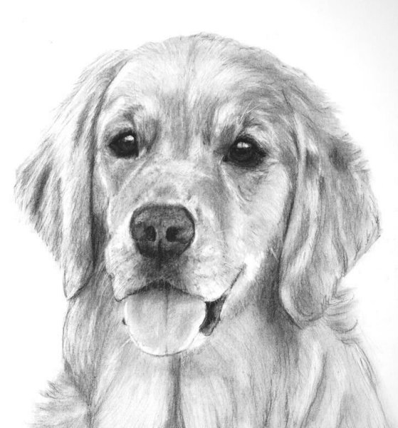 Золотистый ретривер щенки раскраска