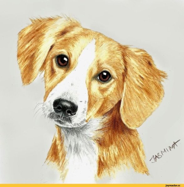 Щенок цветными карандашами