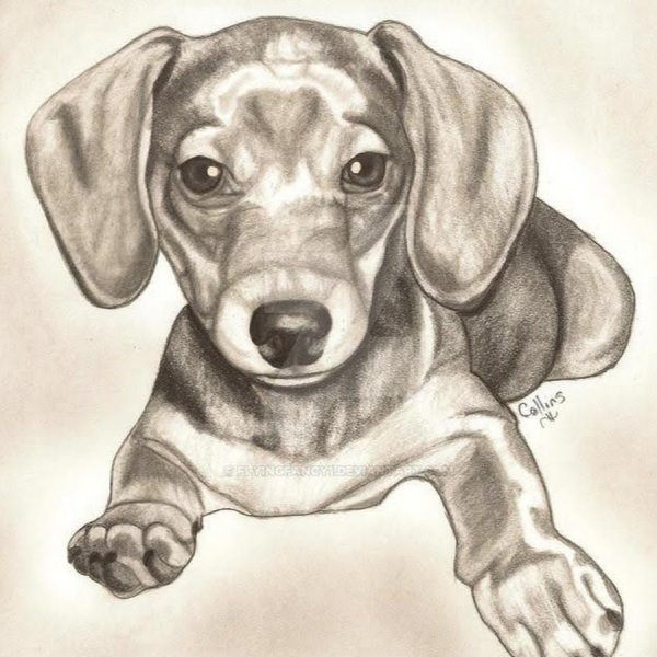 Такса карандашом